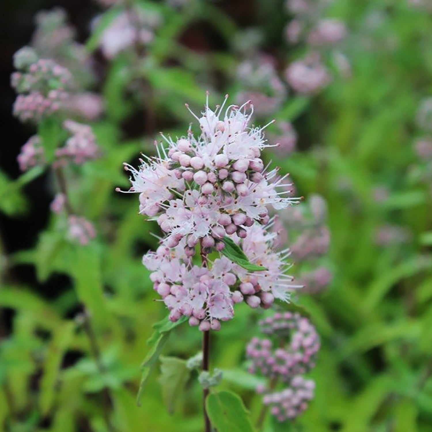 Pink Bluebeard