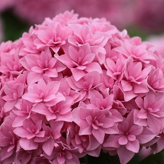 Perfection Hydrangea