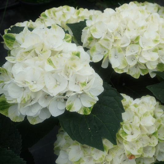 Verdigris Hydrangea