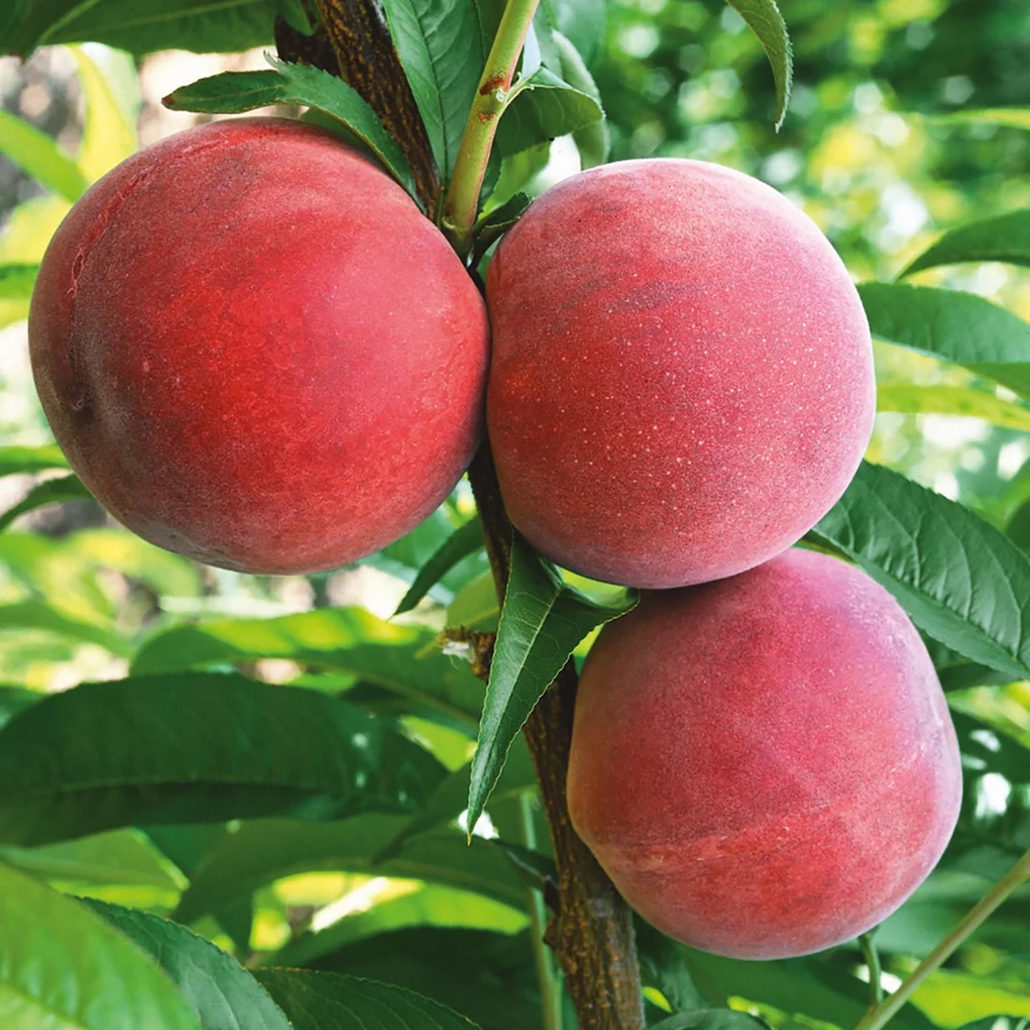 Flamin' Fury® Peach Tree