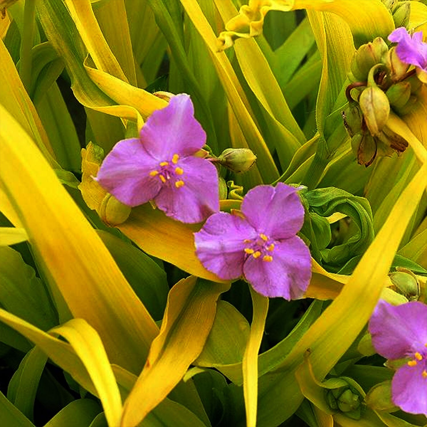 Sunshine Charm Spiderwort