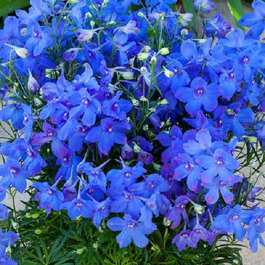 Hunky Dory Blue Larkspur
