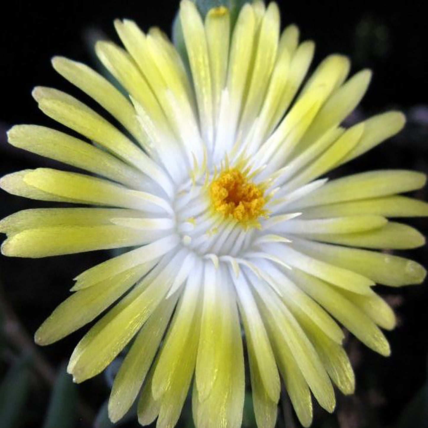Peridot Ice Plant
