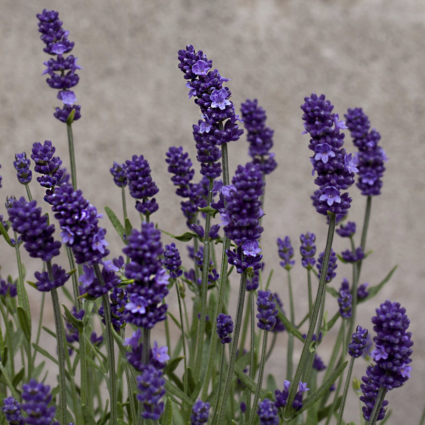 Sentivia™ Early Blue English Lavender