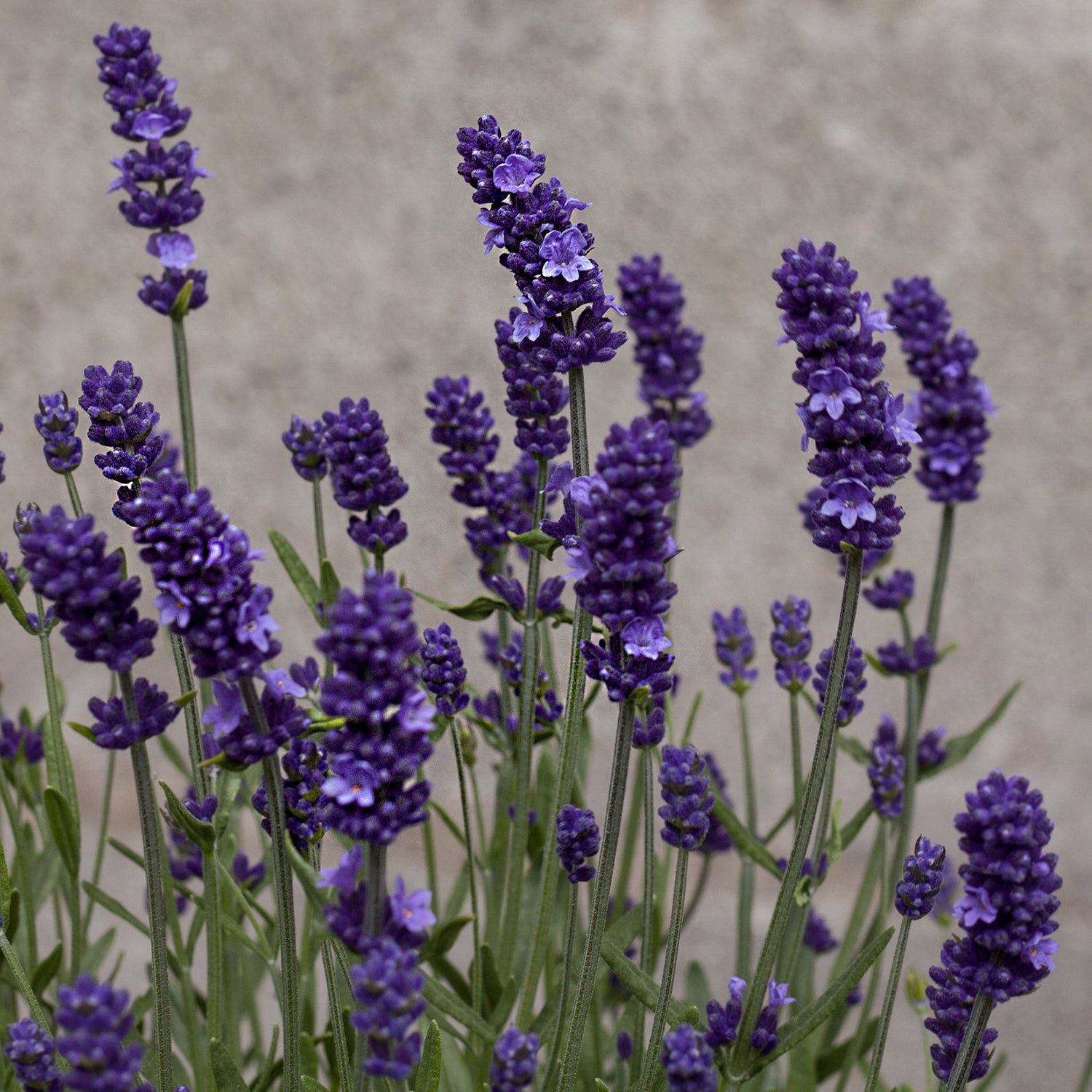 Sentivia™ Early Blue English Lavender