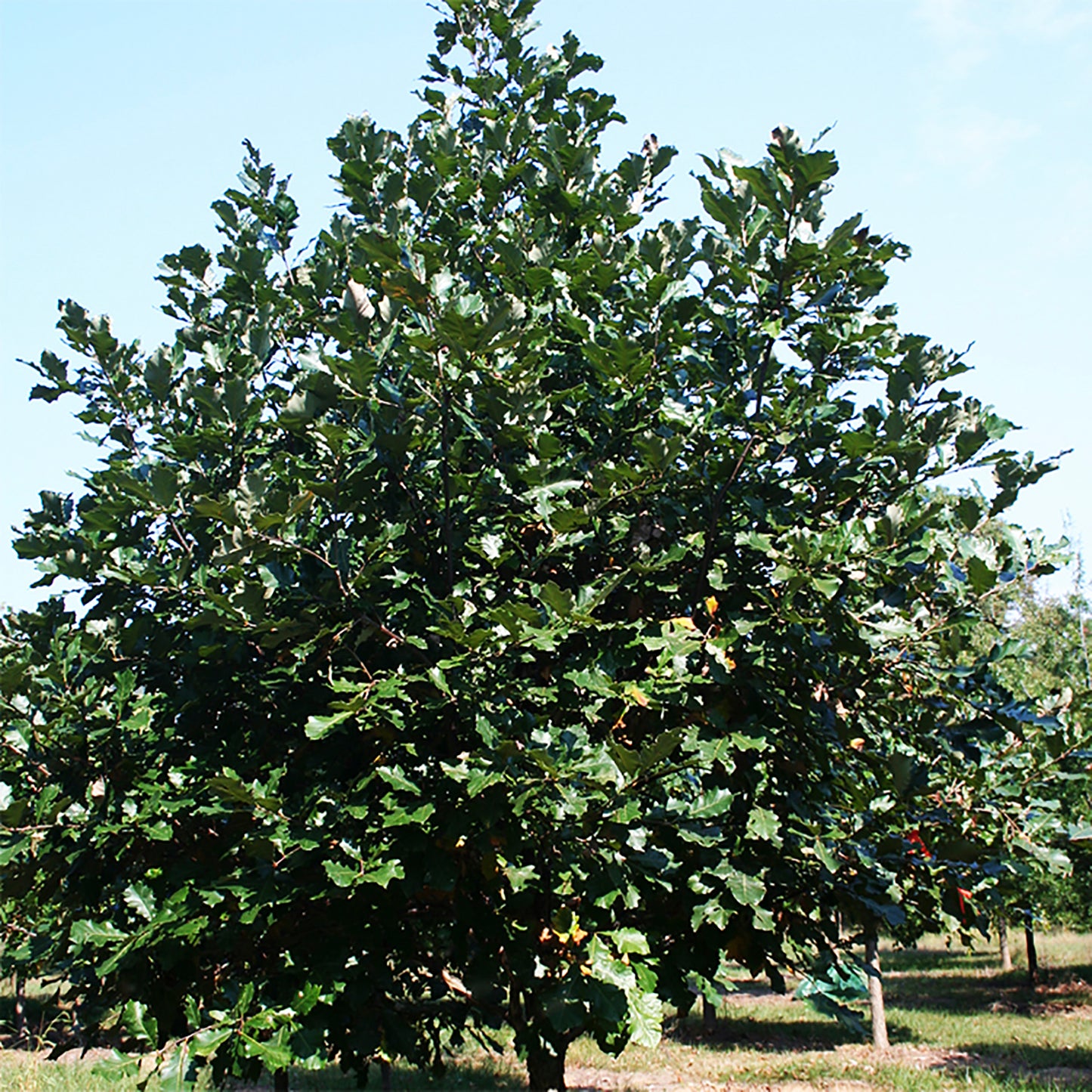 Swamp White Oak