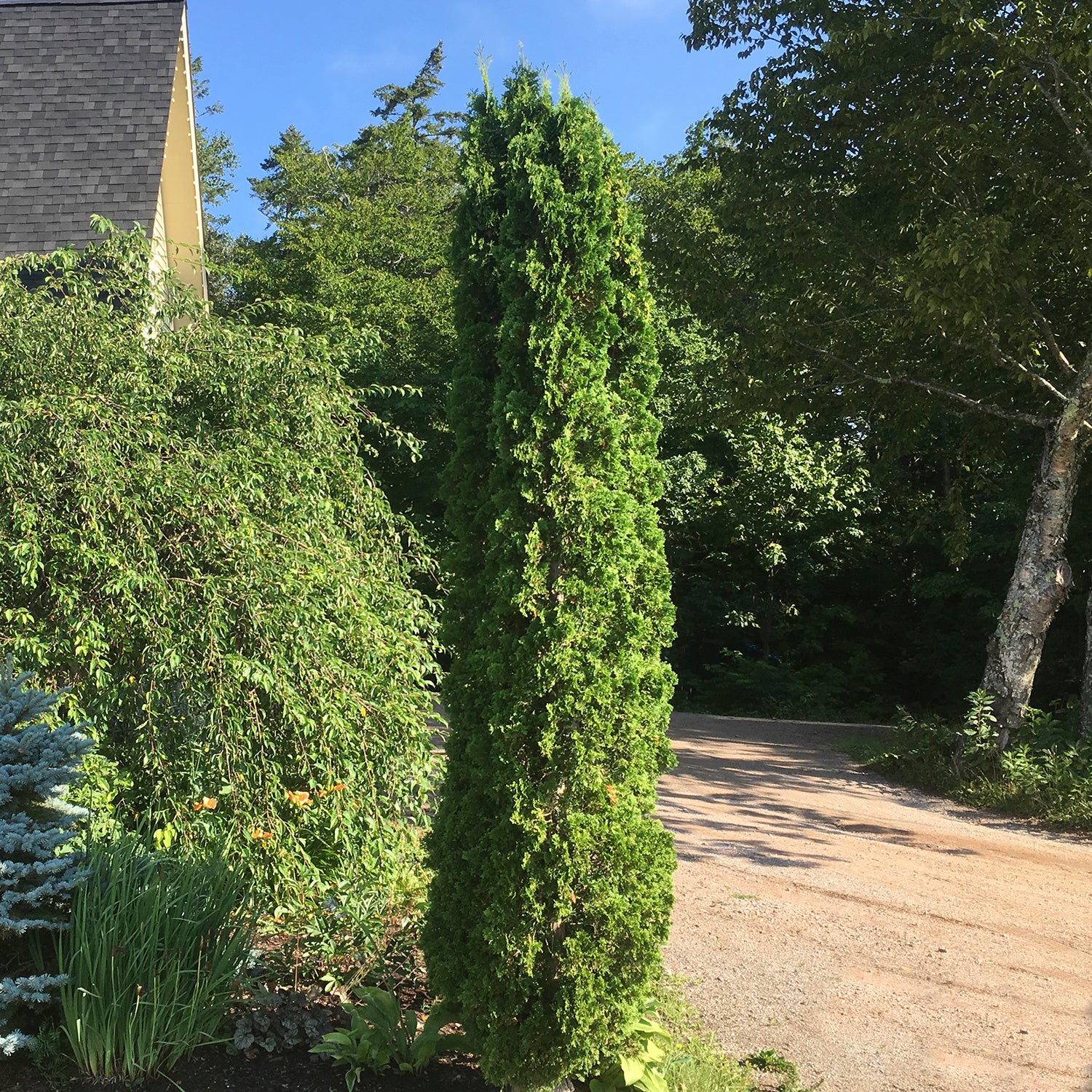 Degroot's Spire Cedar