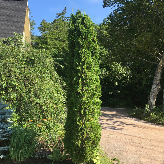 Degroot's Spire Cedar