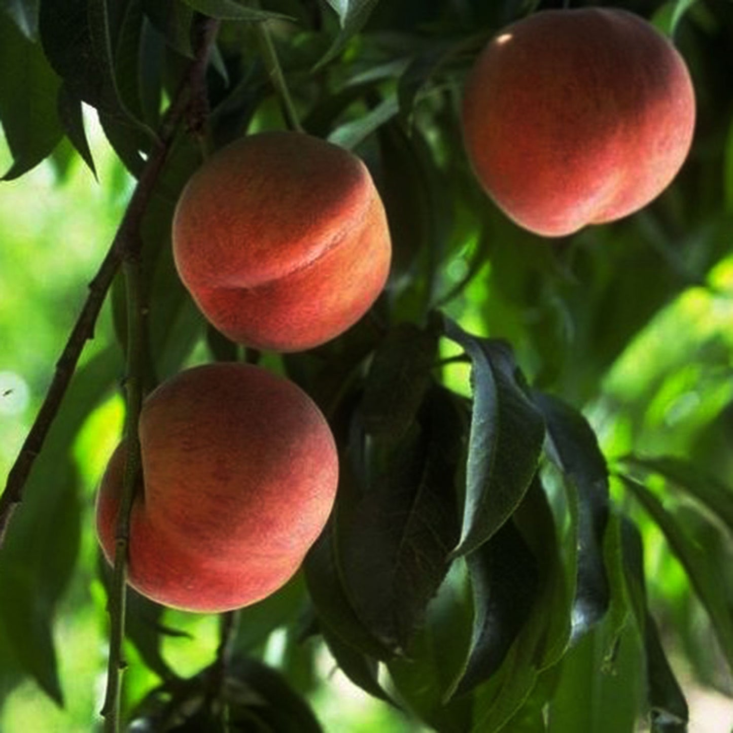 Early Elberta Peach Tree