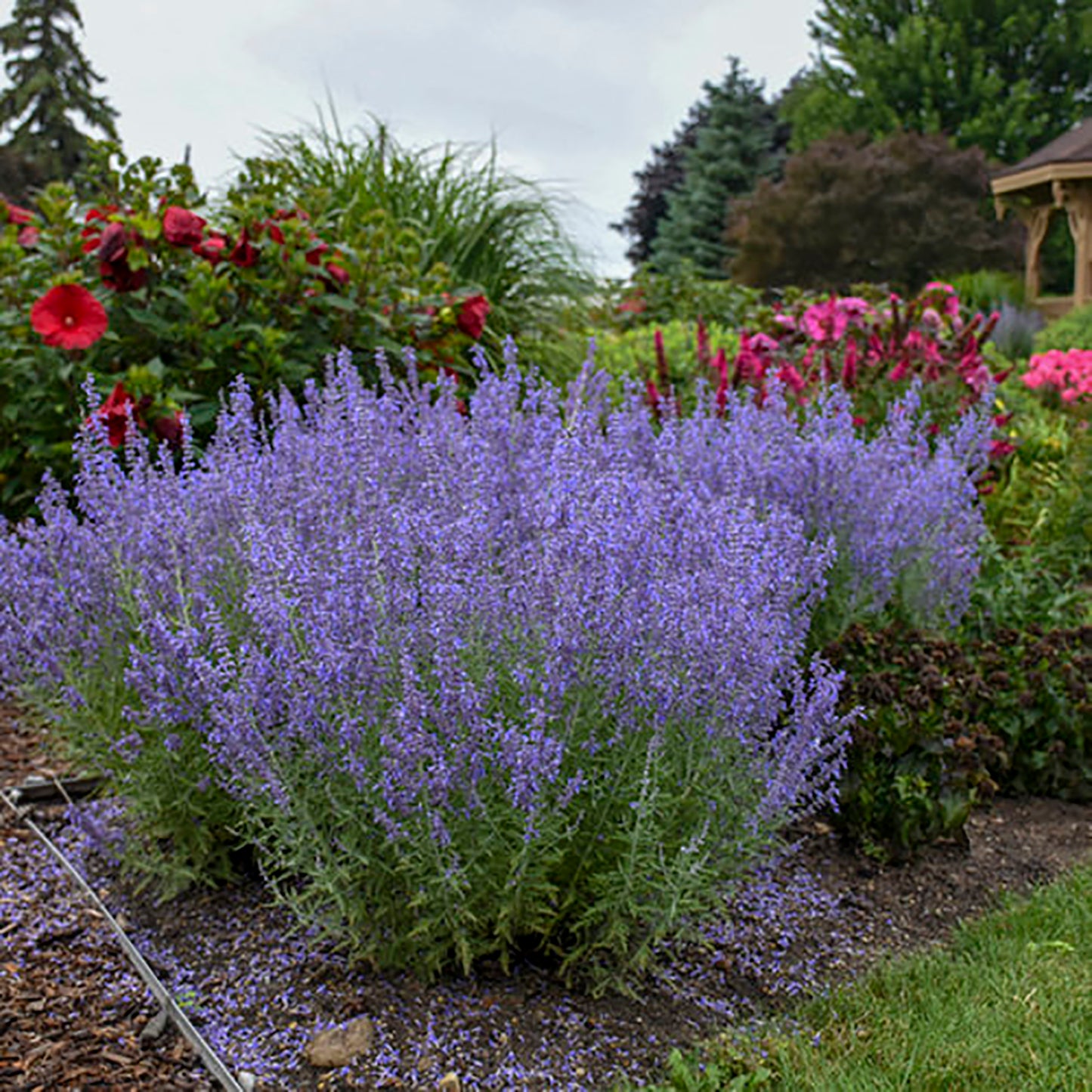 Denim 'n Lace Russian Sage