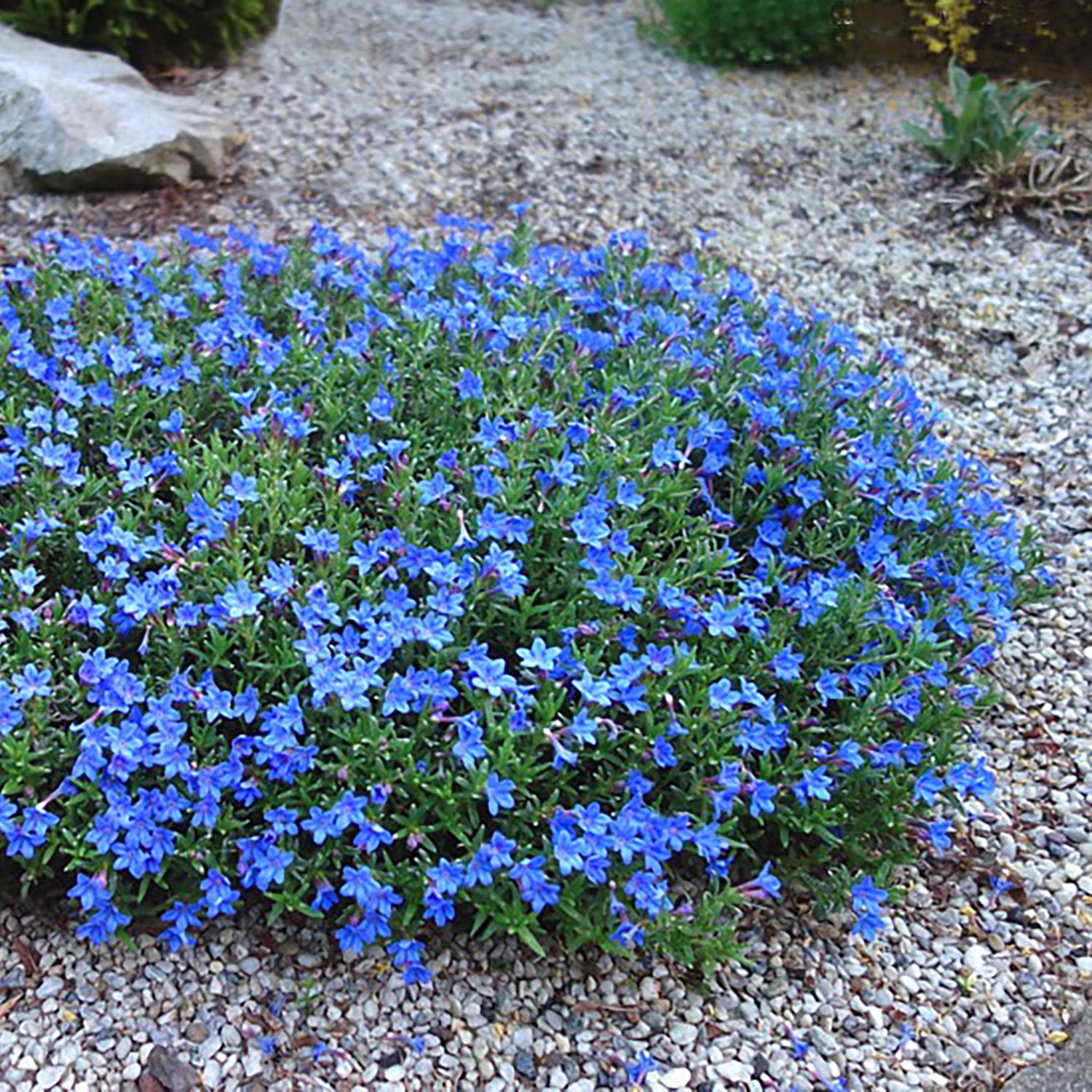 Grace Ward Lithodora
