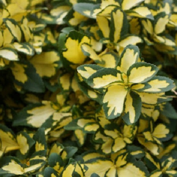 Summer Runner™ Euonymus
