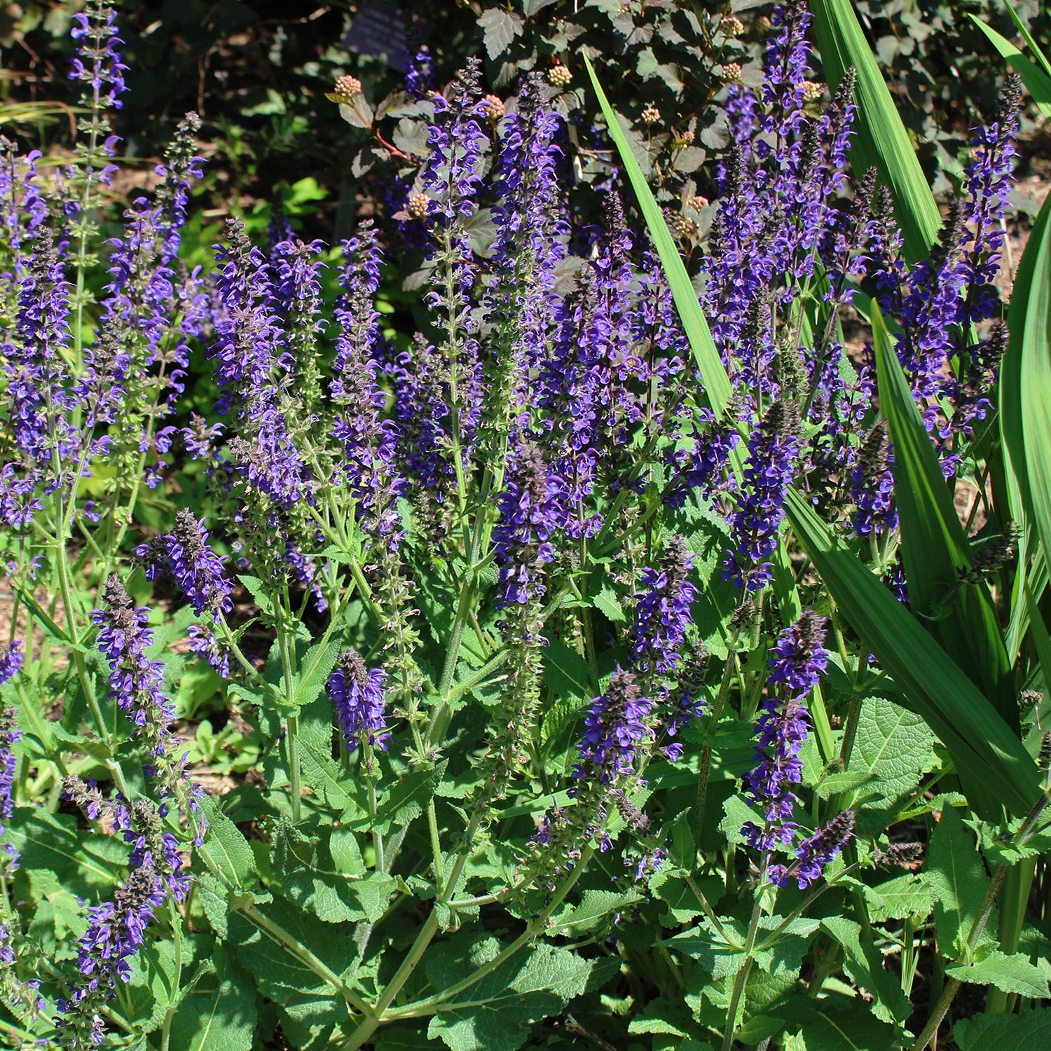 Midnight Model Salvia