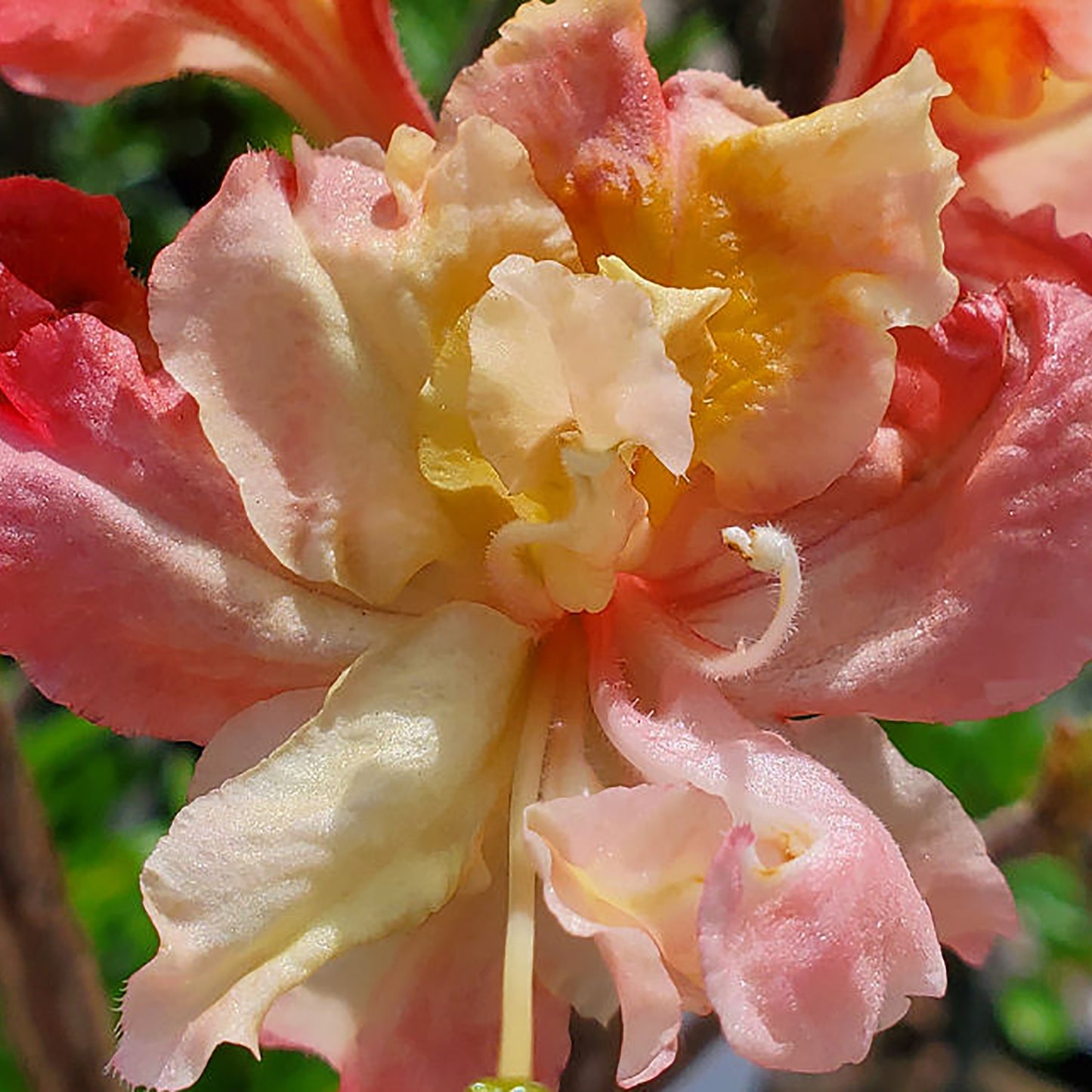 Pink-a-Boo Azalea
