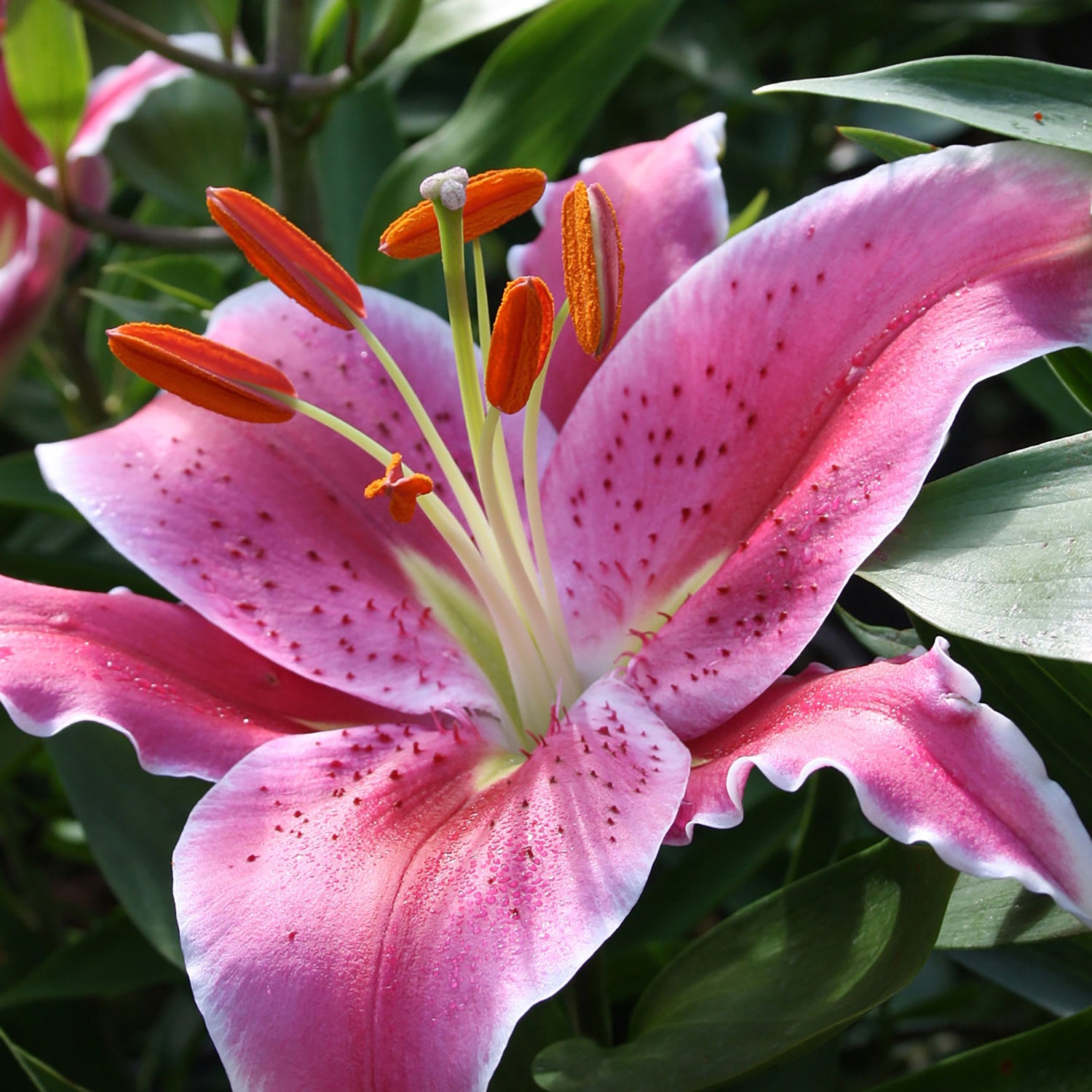 After Eight Lily