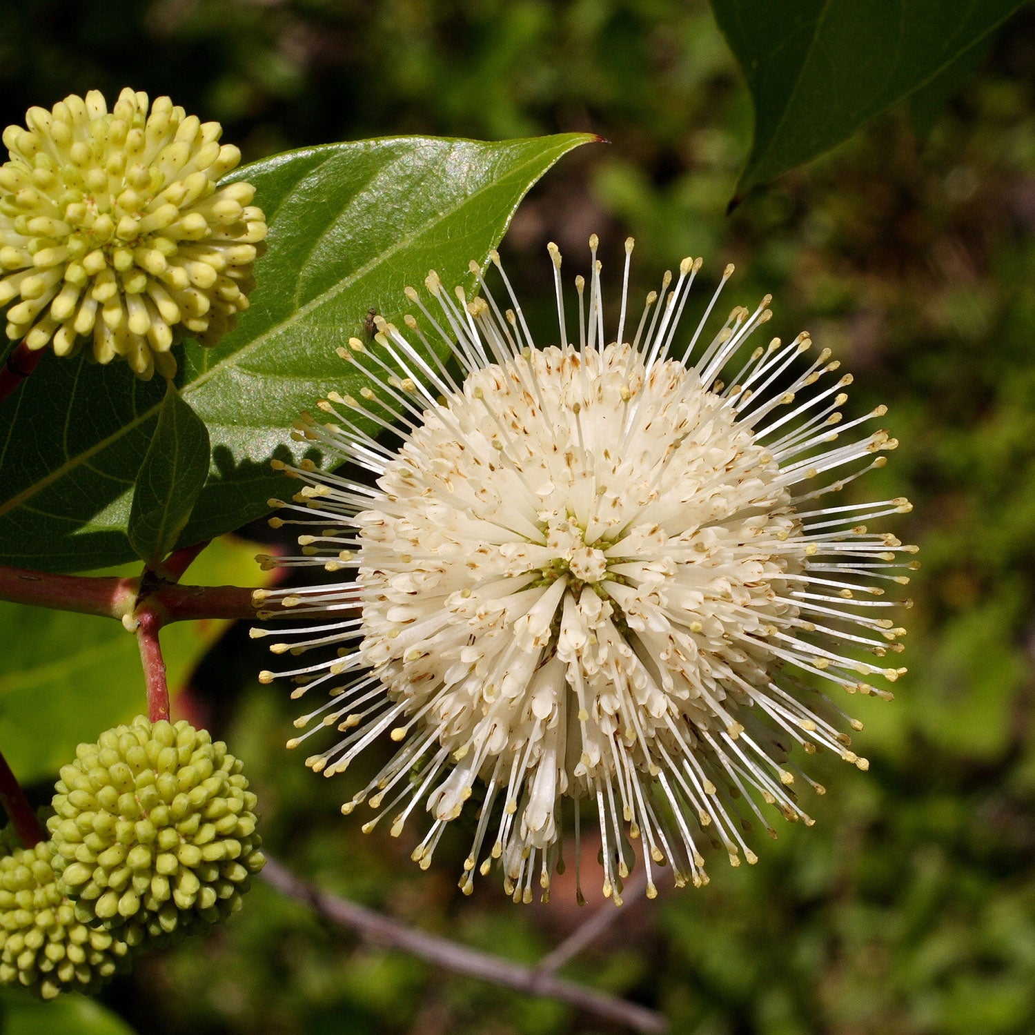 Buttonbush