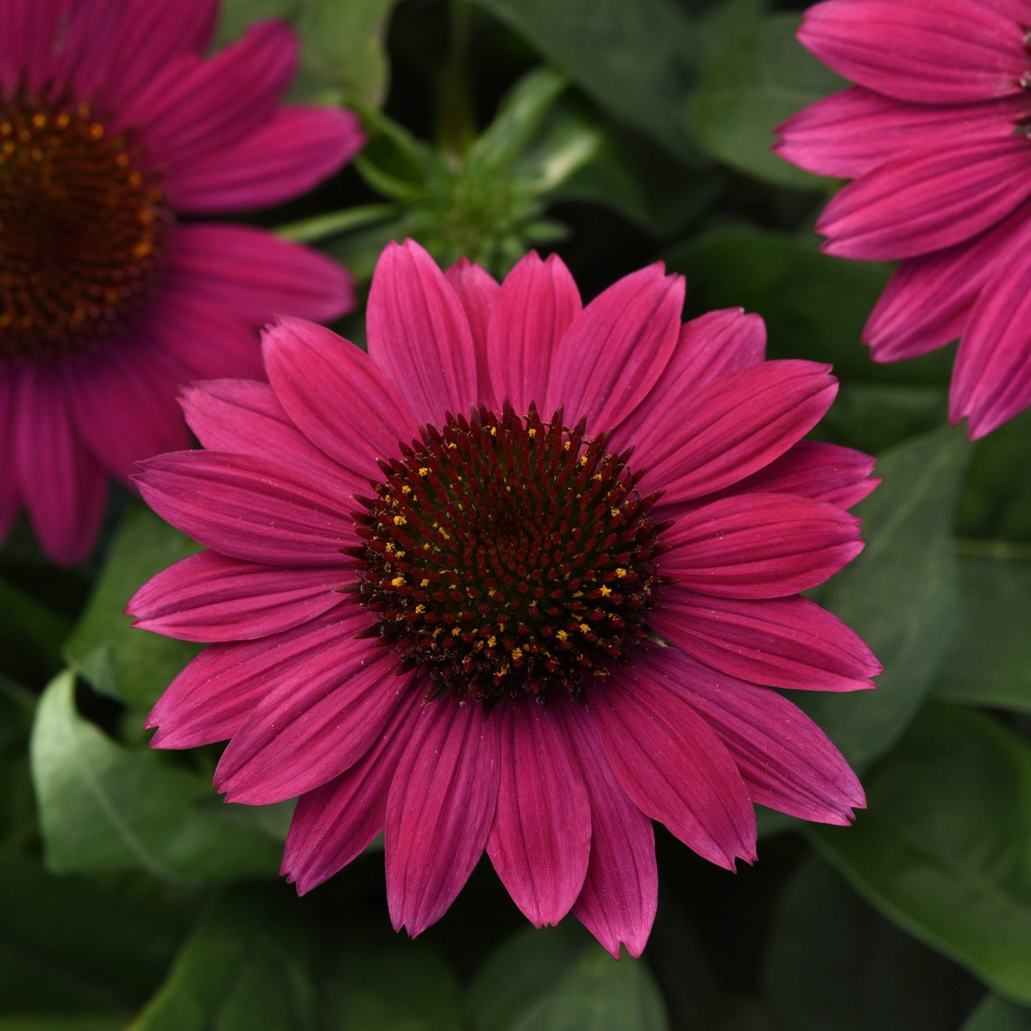 Fuchsia Fandango Coneflower