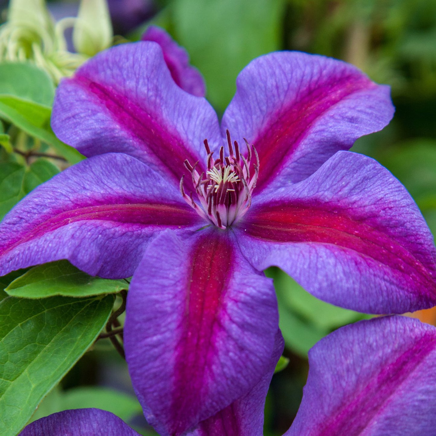 Mrs. Nelly Thompson Clematis