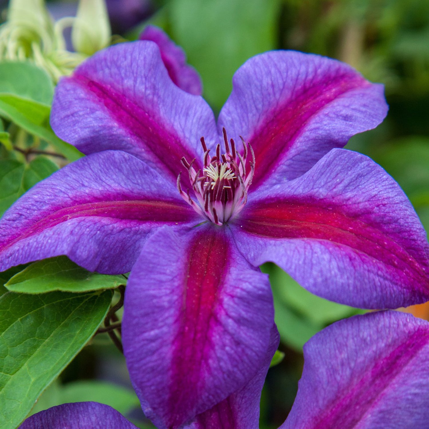 Mrs. Nelly Thompson Clematis