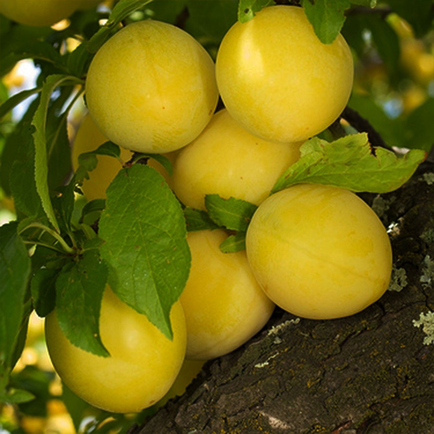 Shiro Plum Tree