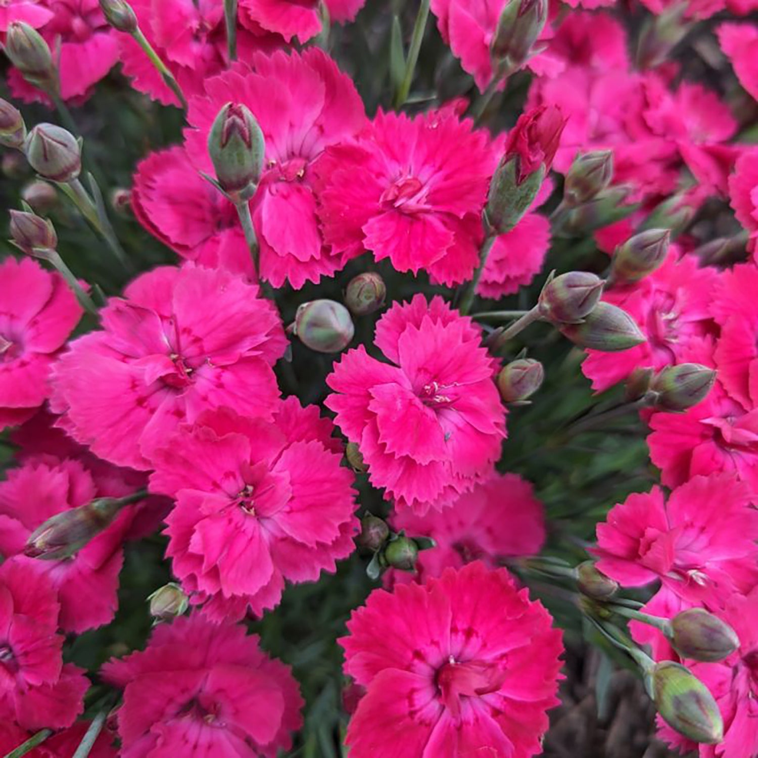 Glamour Time™ Pinks