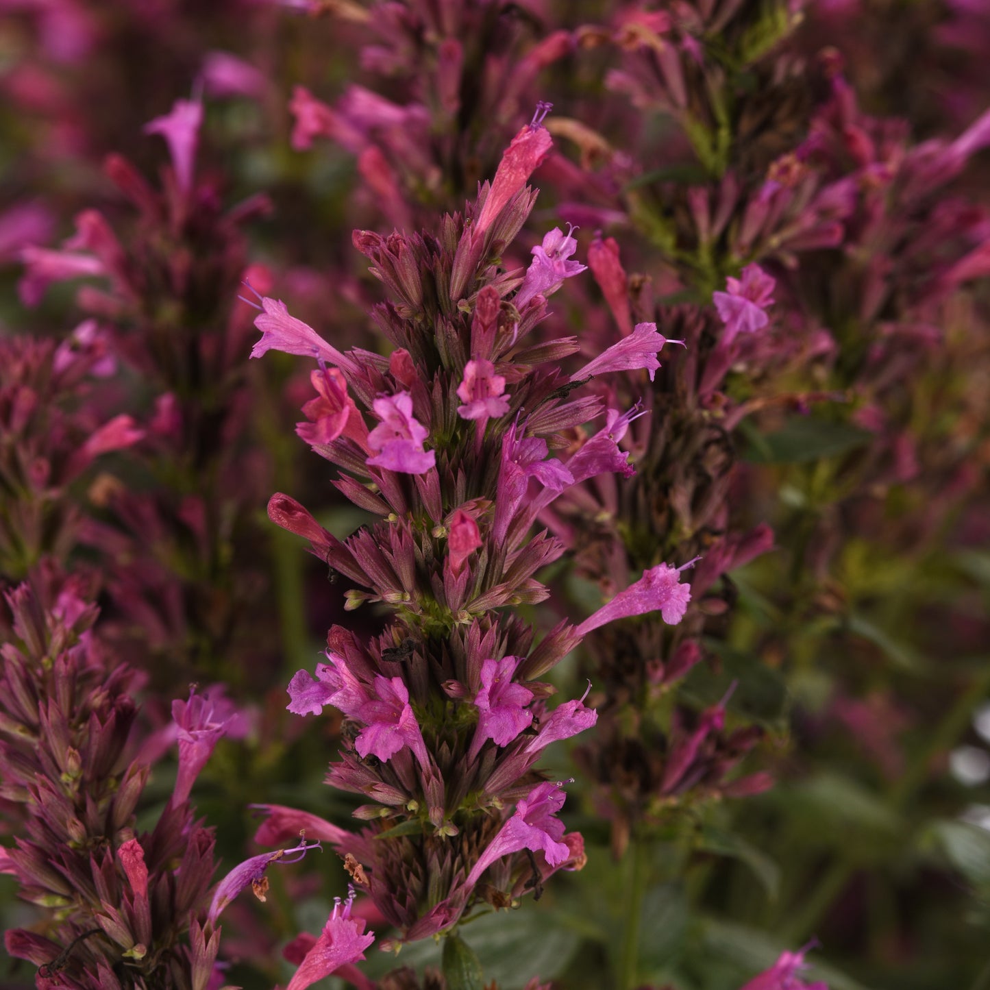 Summerlong™ Lilac Giant Mexican Hyssop