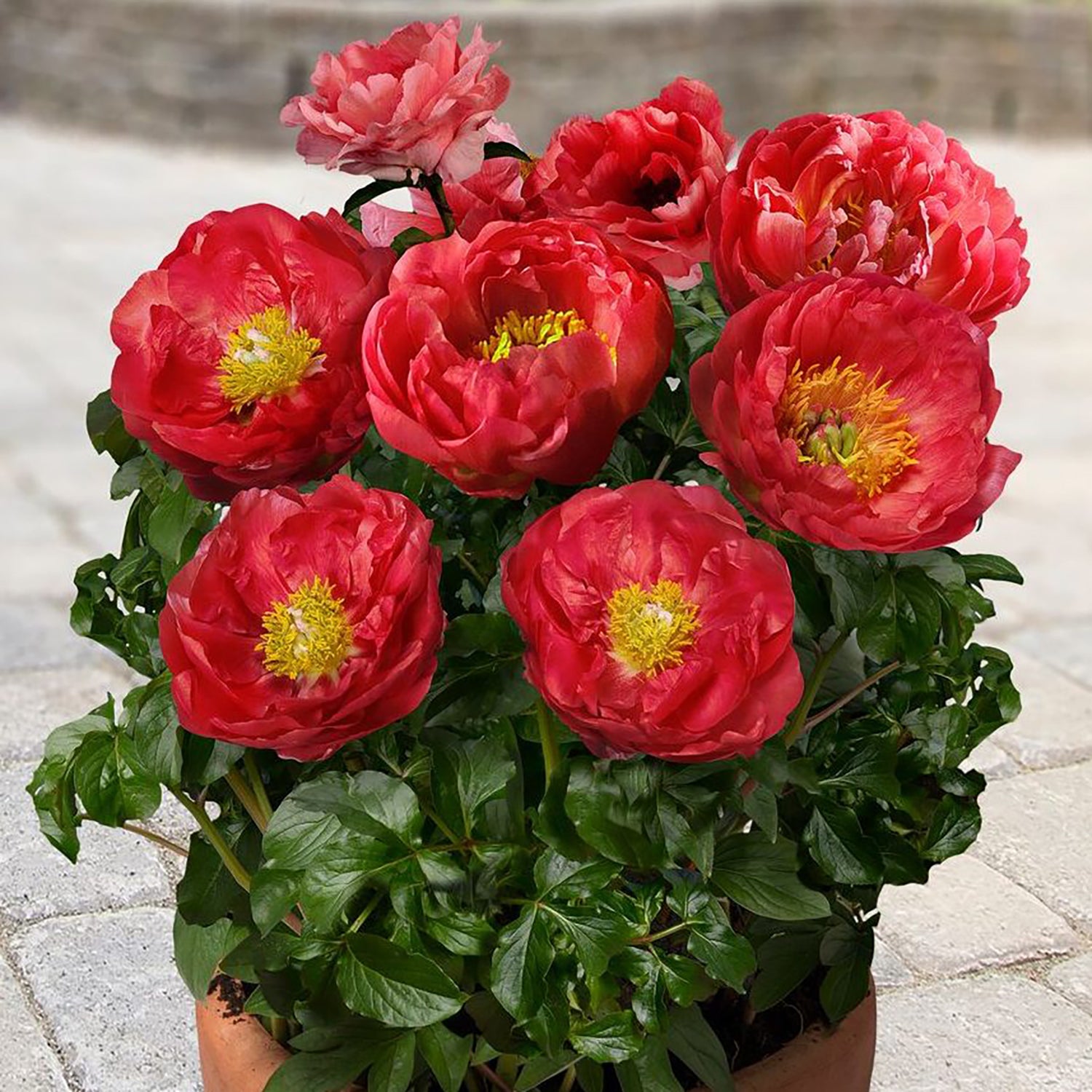 Moscow™ Patio Peony