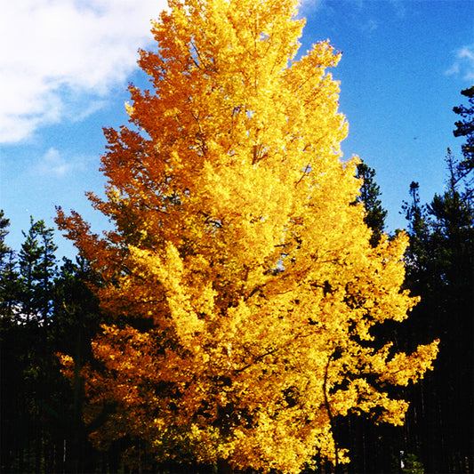 Trembling Aspen