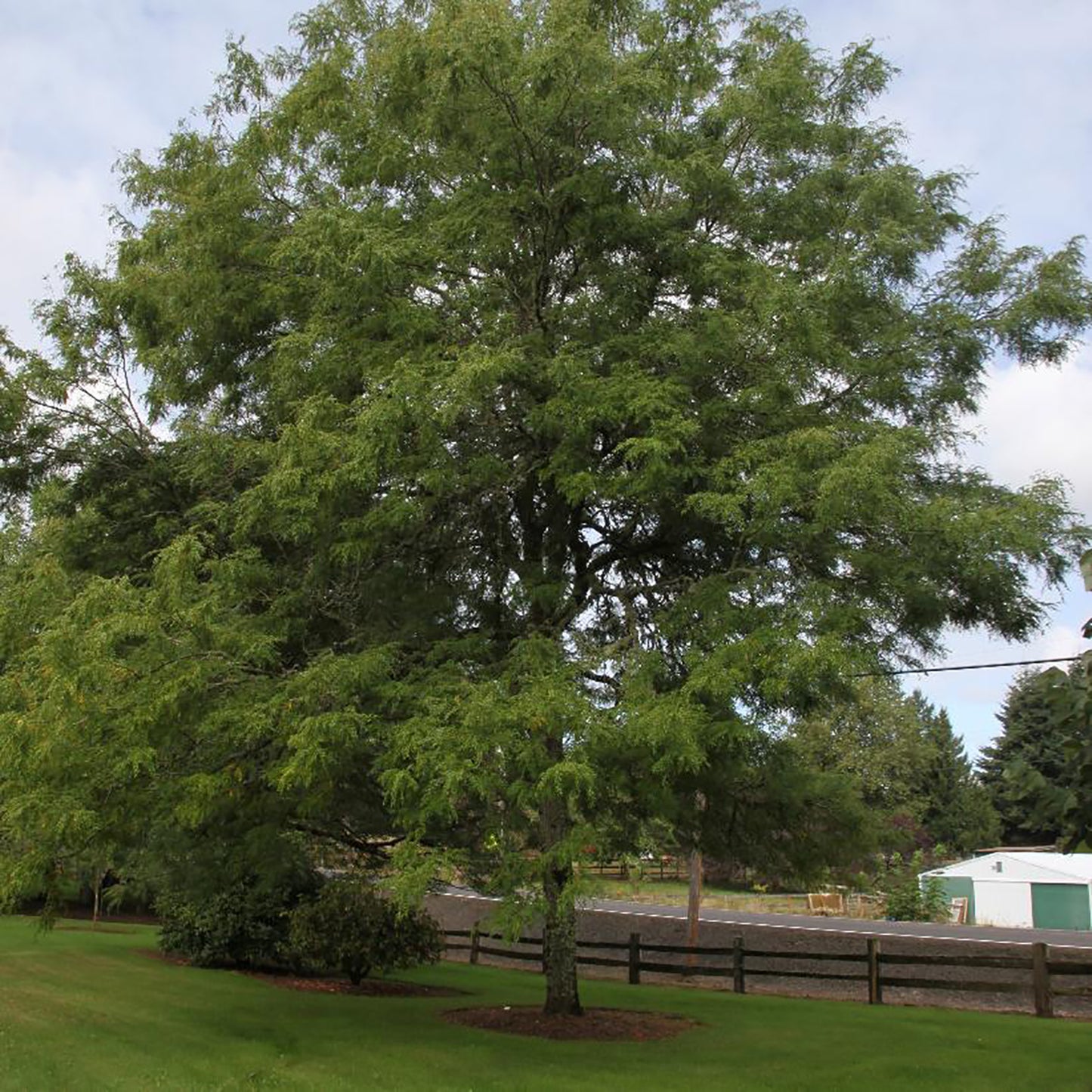 Thornless Honeylocust