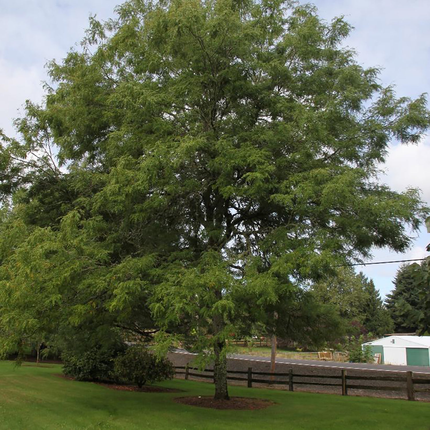 Thornless Honeylocust