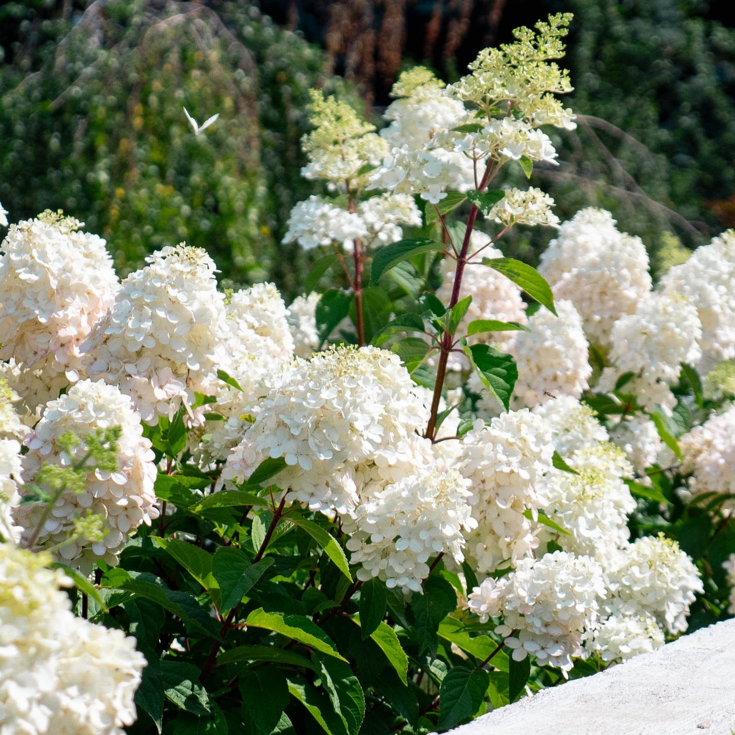 Bouncy™ Hydrangea