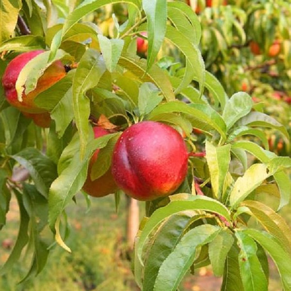 Harblaze Nectarine Tree