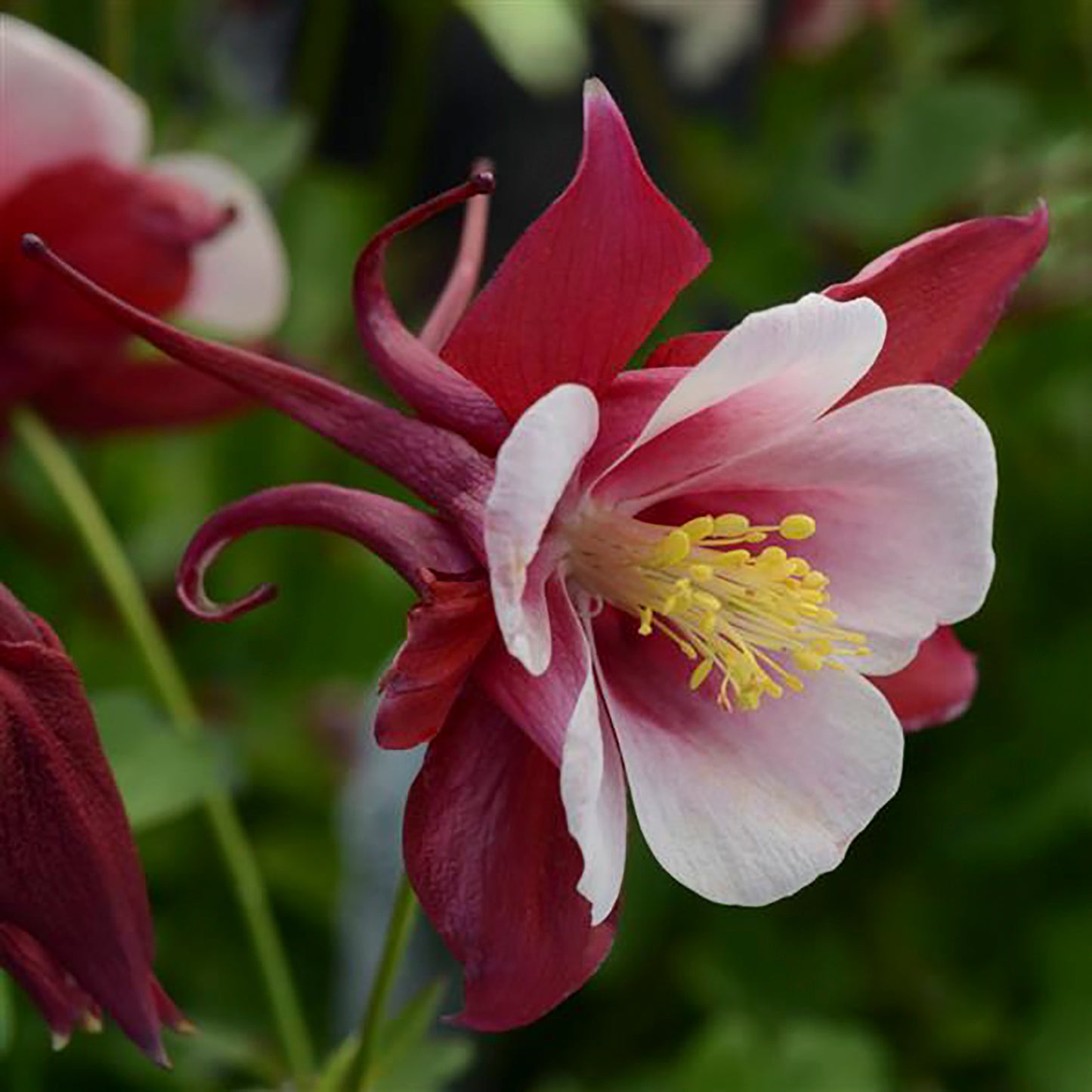 Red & White Columbine