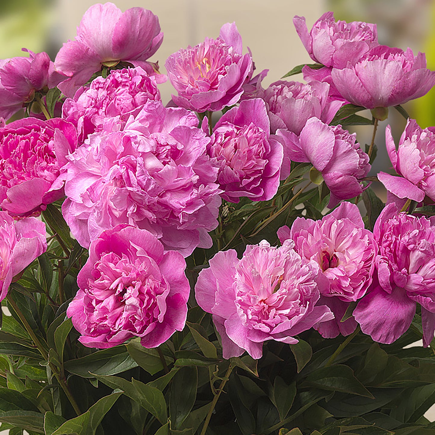 Rome™ Patio Peony