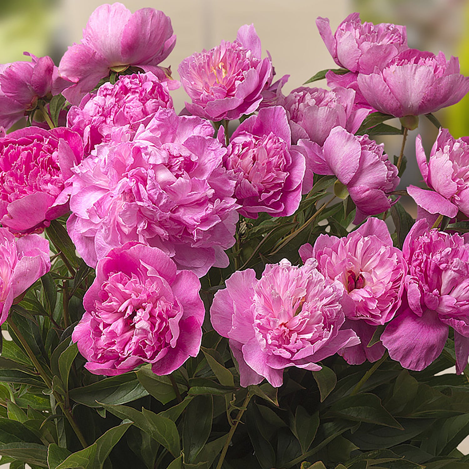 Rome™ Patio Peony