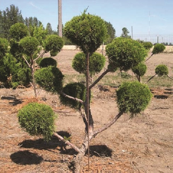 Sea Green Juniper