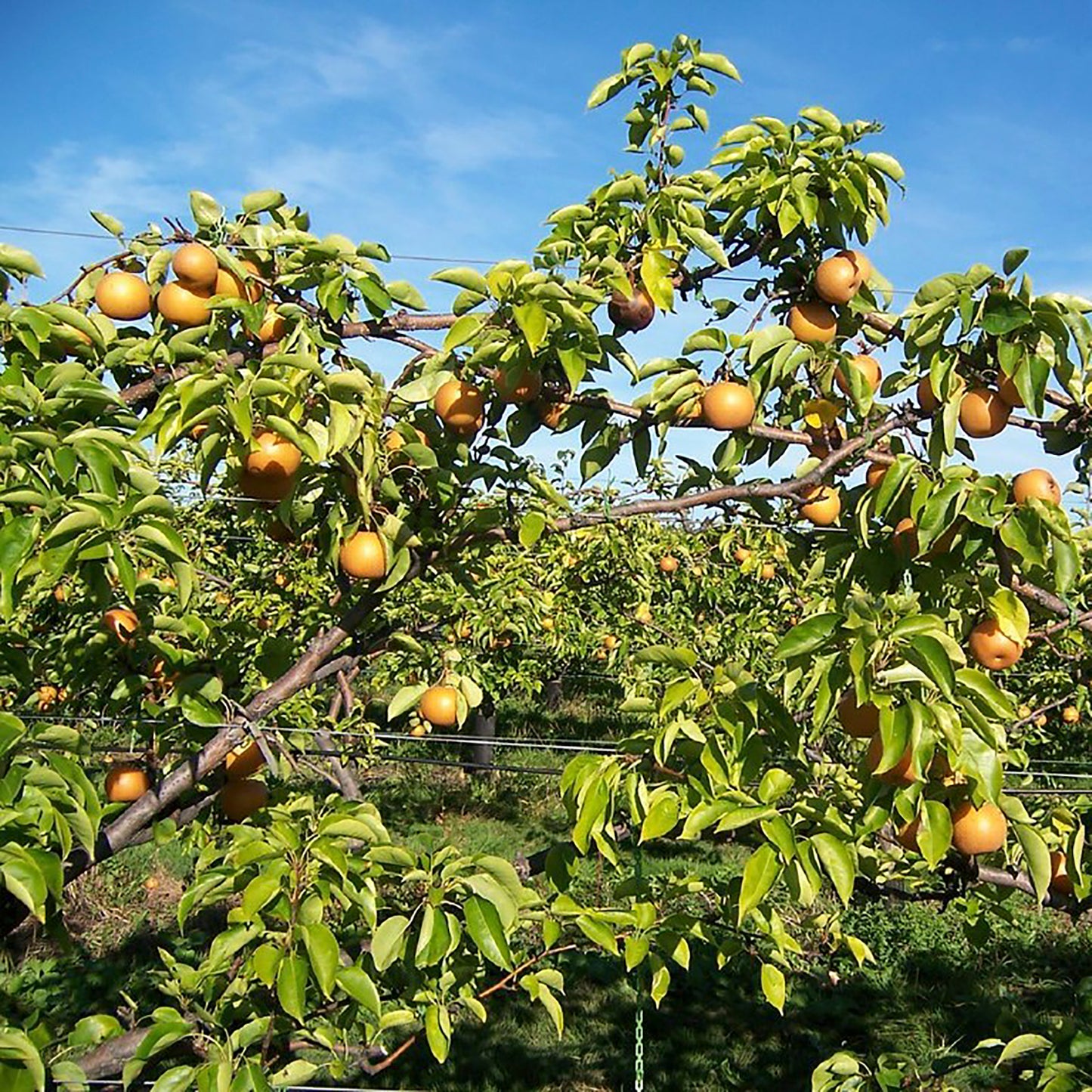 Asian Pear Combination Tree