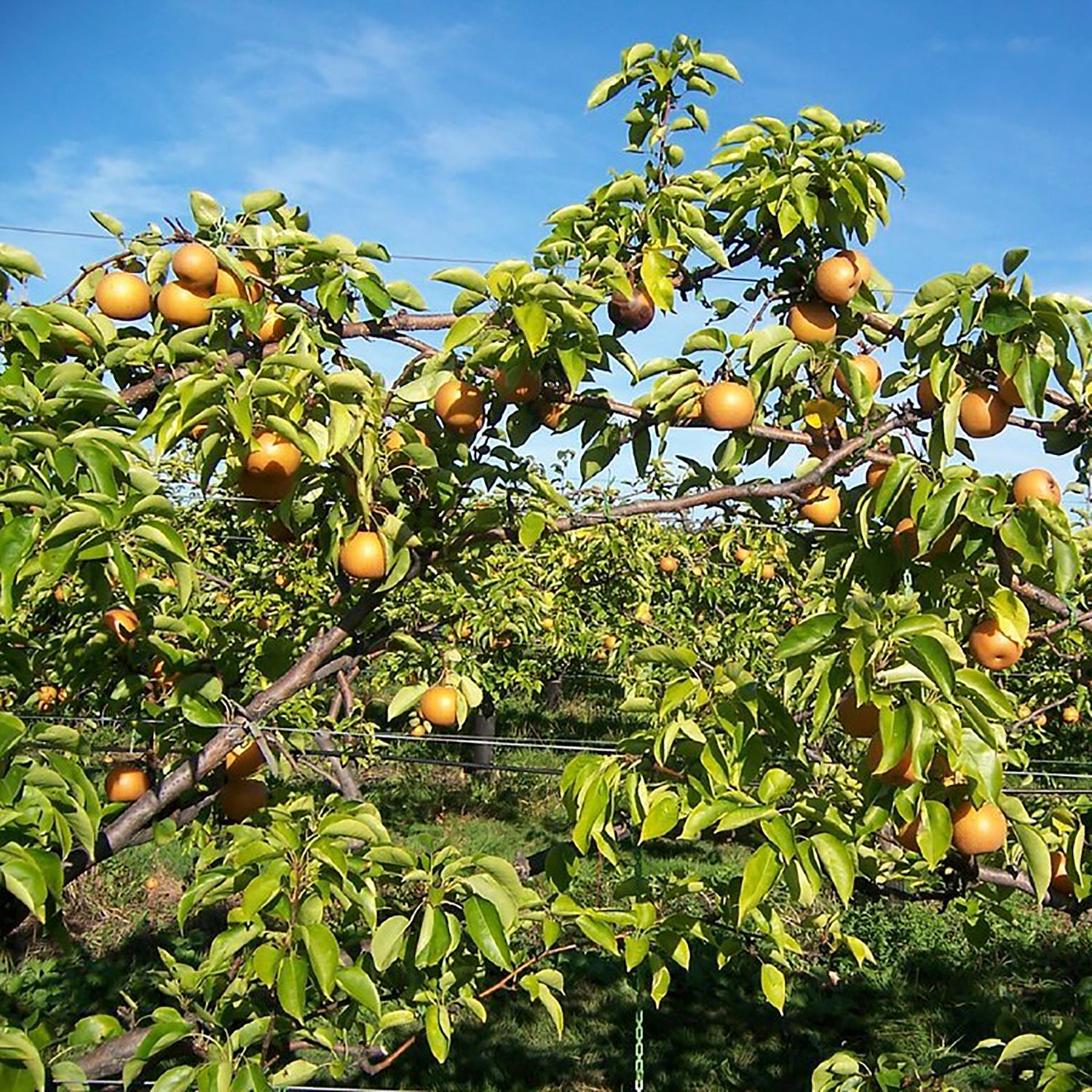 Asian Pear Combination Tree