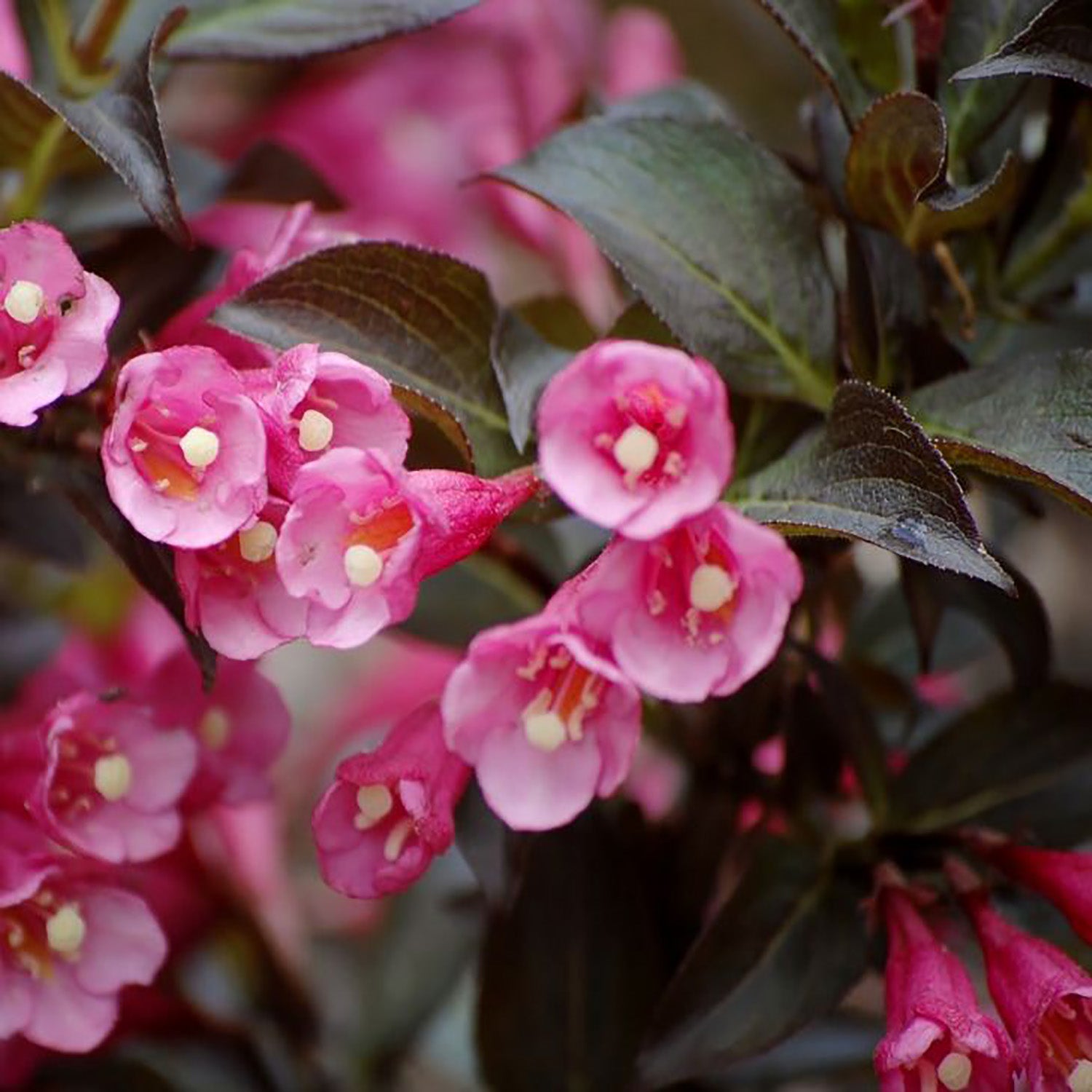 Dark Horse Weigela