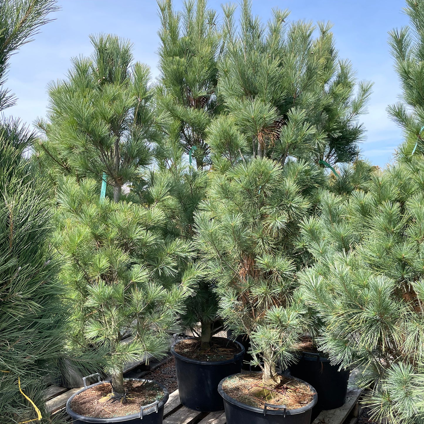 Pyramidal White Pine