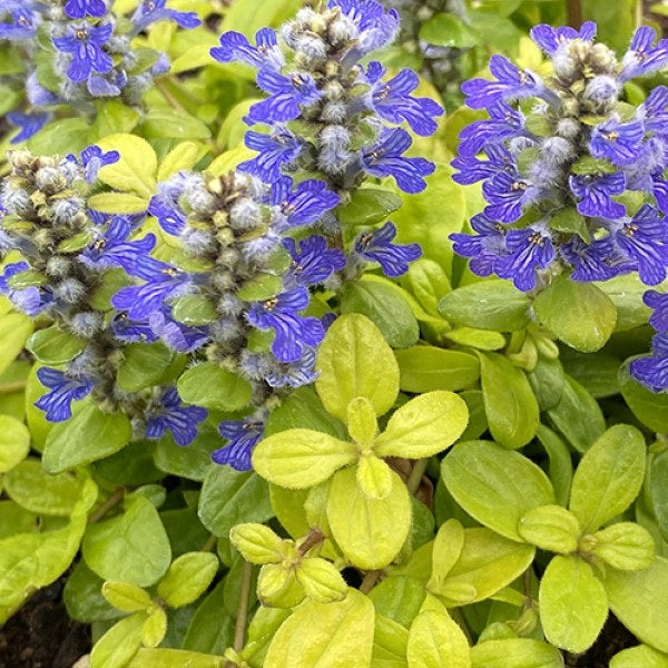 Cordial Canary Bugleweed