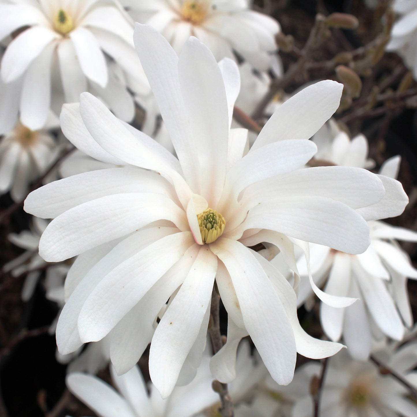 Royal Star Magnolia