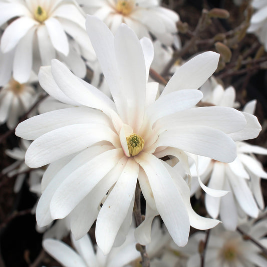 Royal Star Magnolia