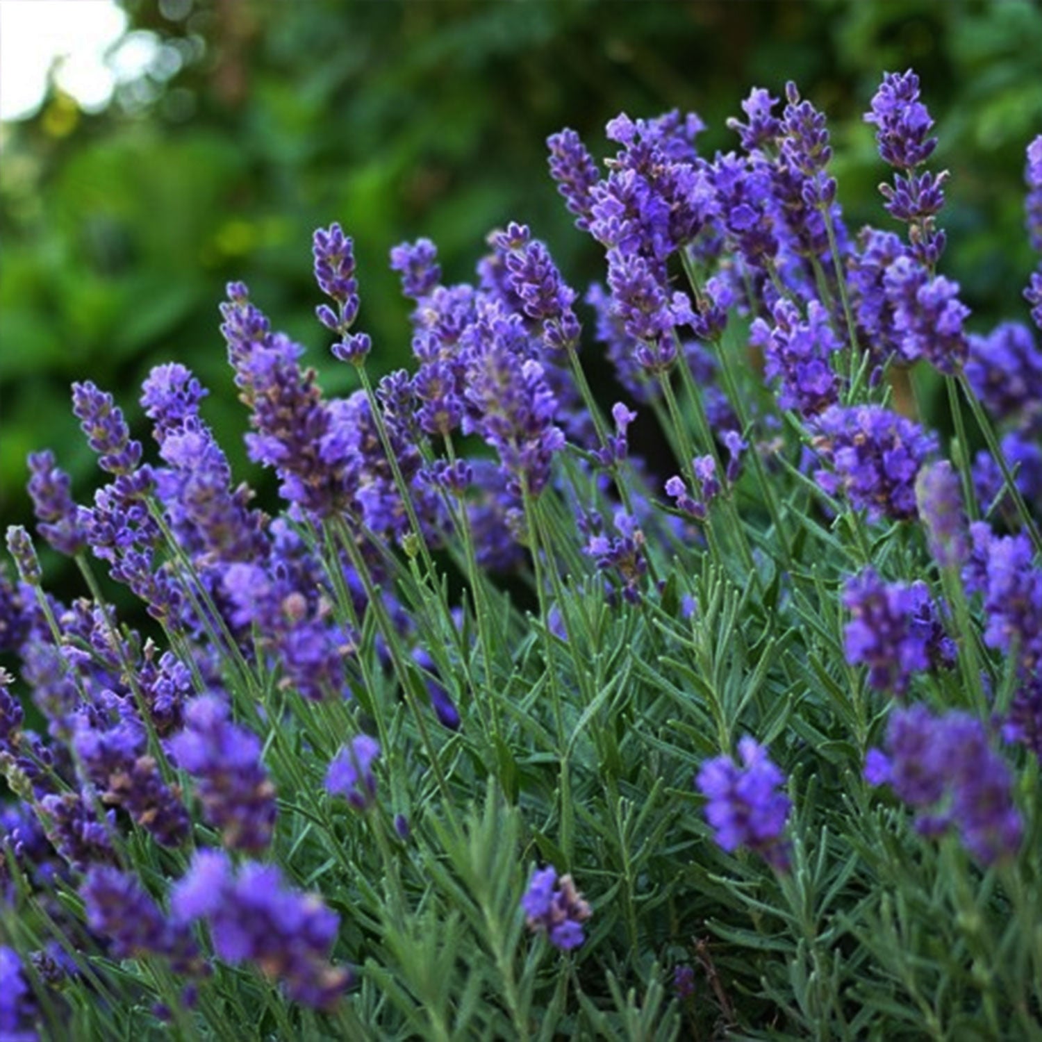 Phenomenal™ Lavender