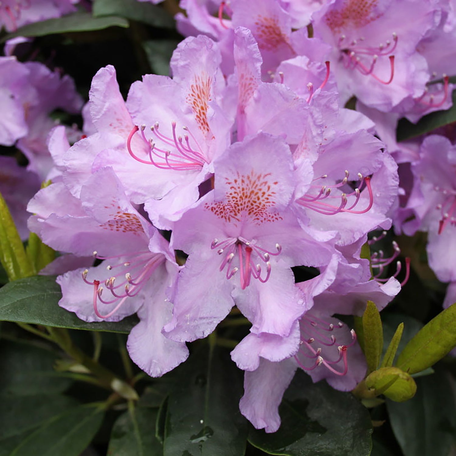 Catawba Rhododendron