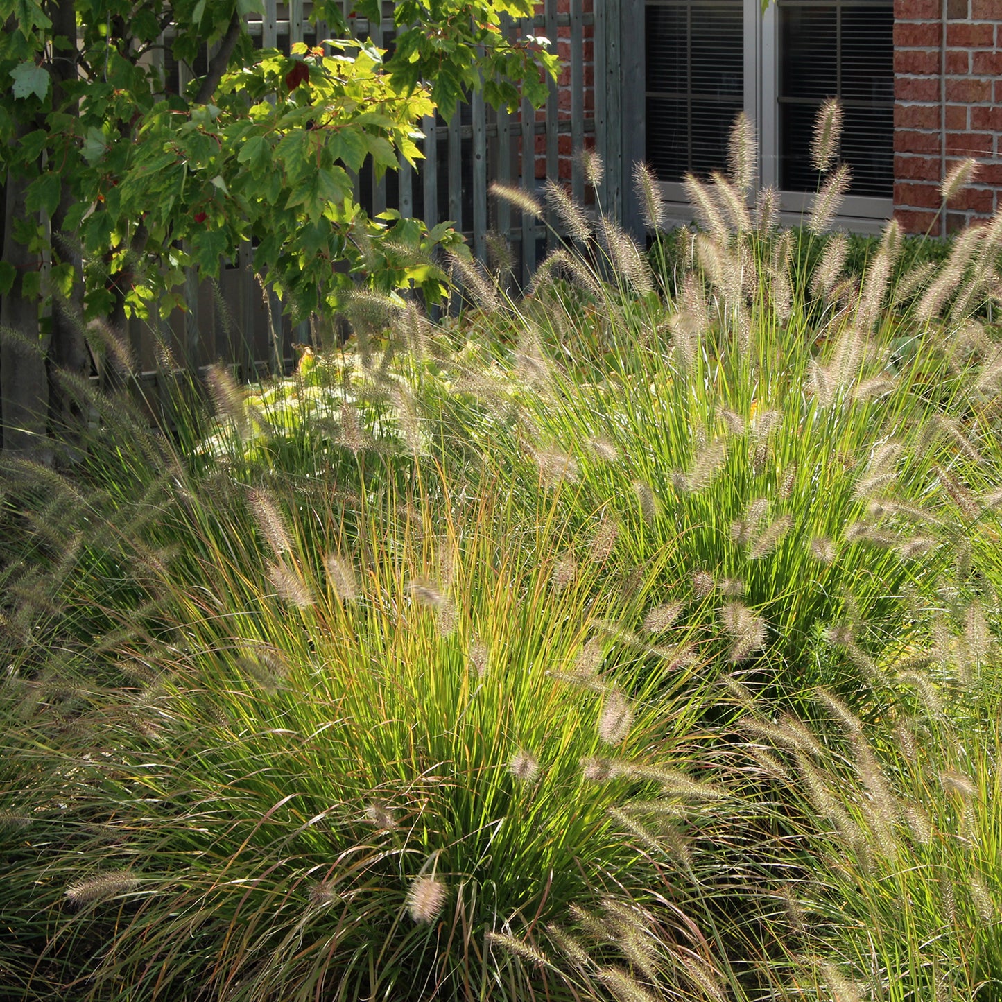 Hameln Fountain Grass