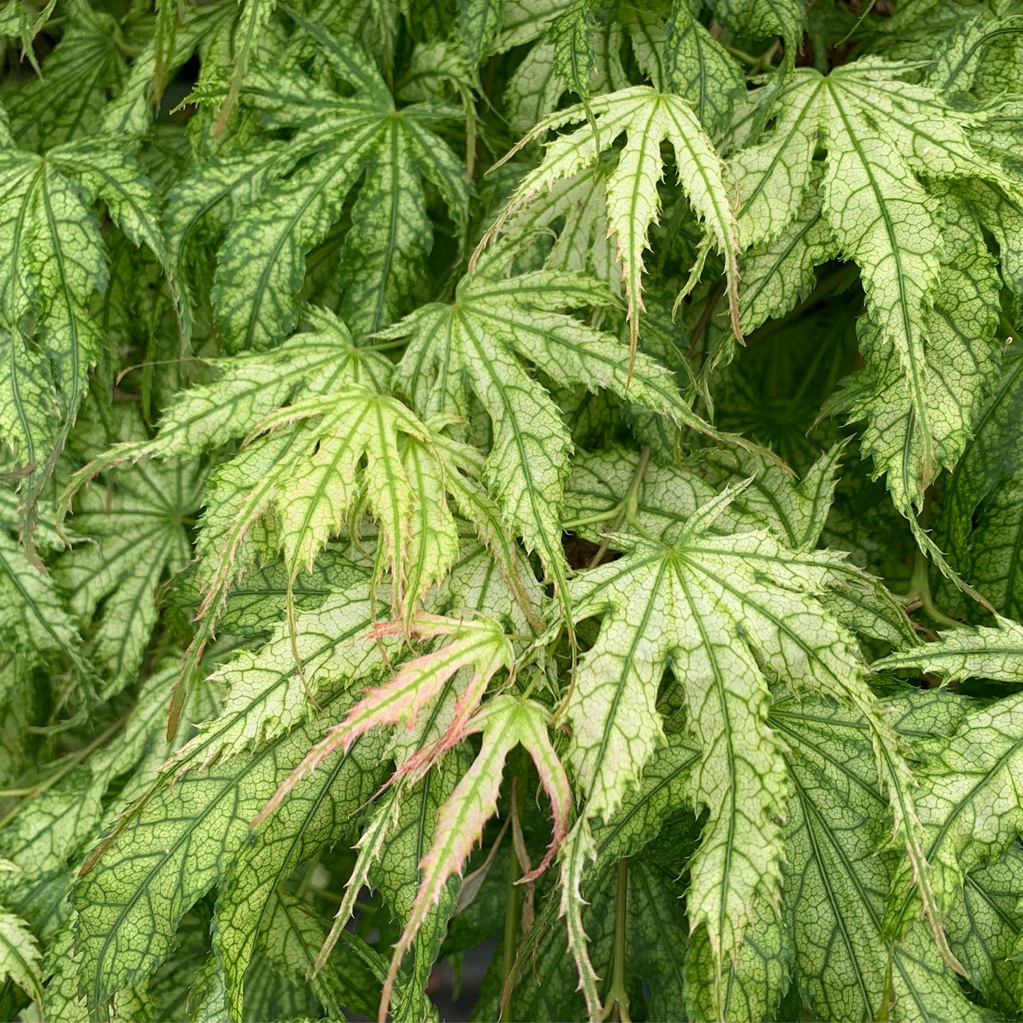 Peaches and Cream Japanese Maple