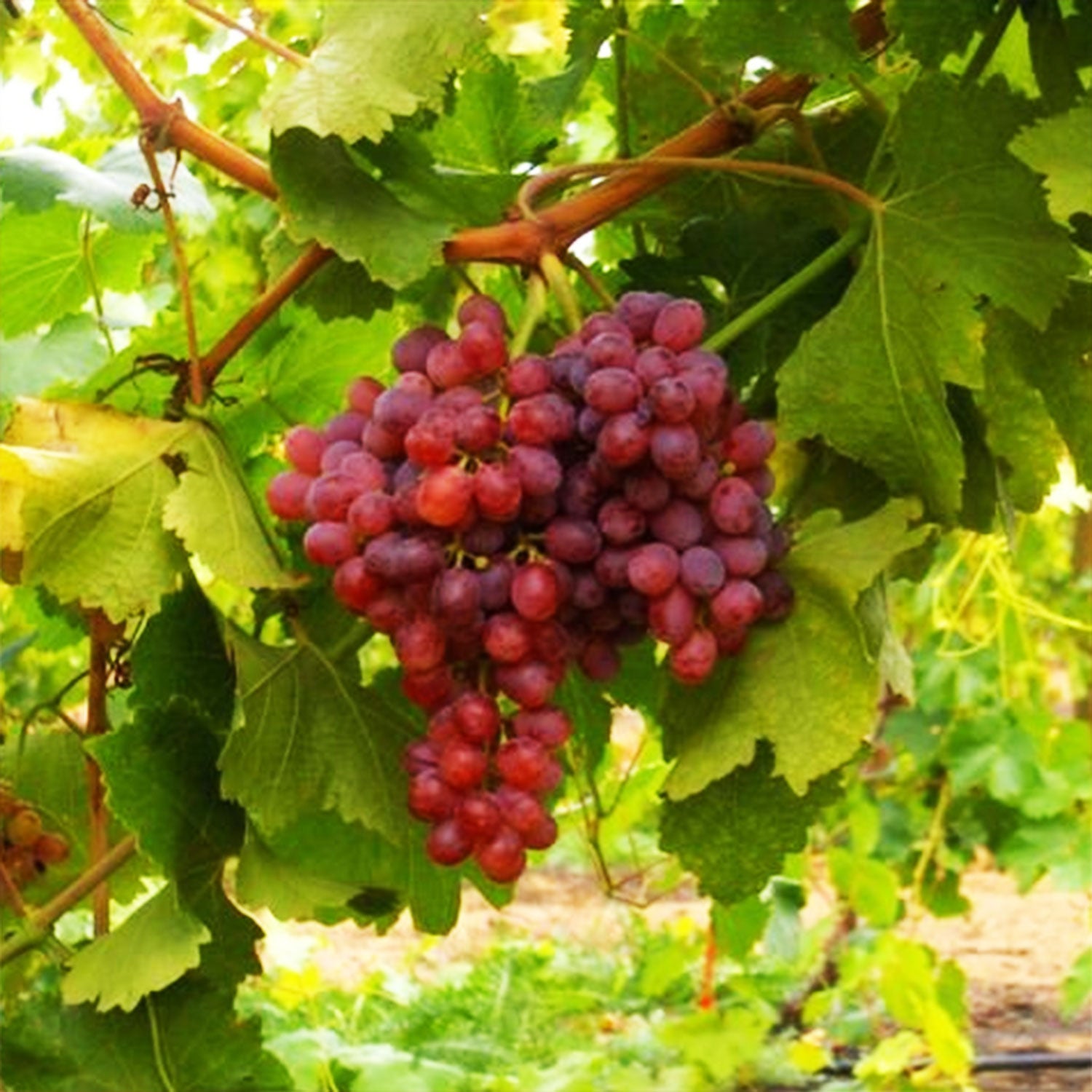 Suffolk Red Seedless Grape