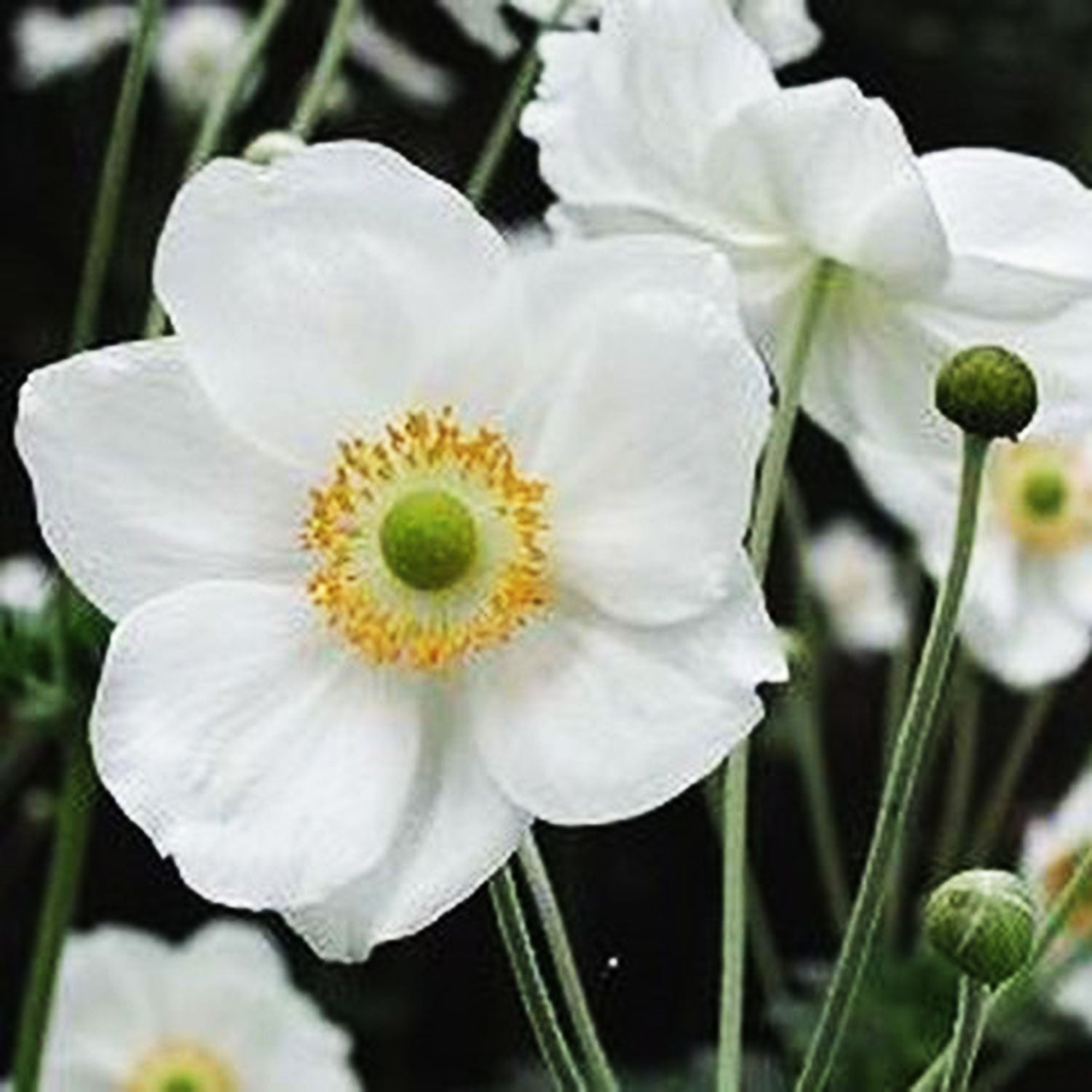 Japanese Windflower