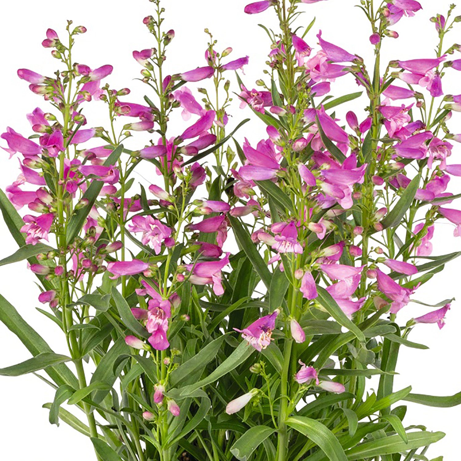 Pristine Princess Pink Beardtongue